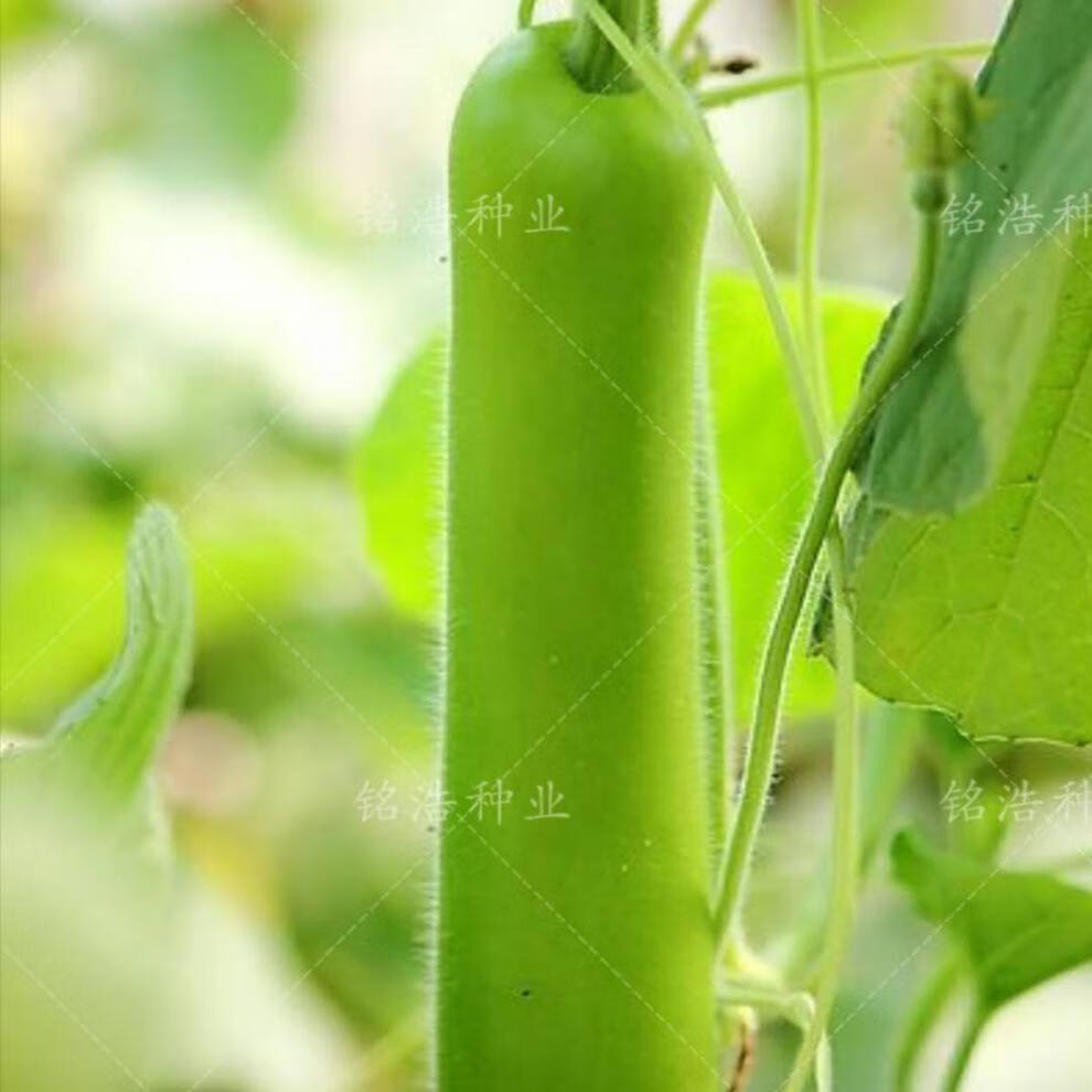 長棒短棒瓠子瓜種子蒲瓜葫蘆瓜菜種籽春夏秋四季播種早熟耐熱農家 長