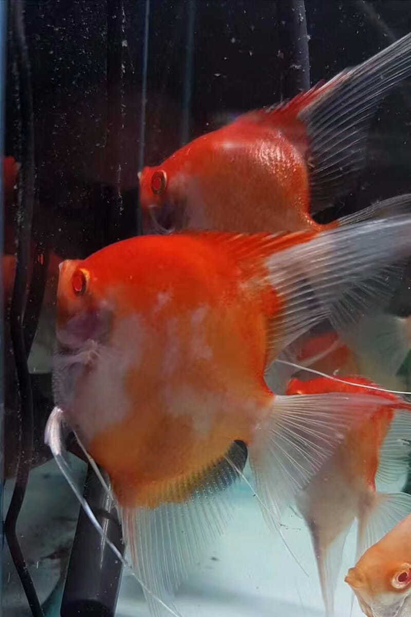 红魔鬼燕鱼上色技术图片