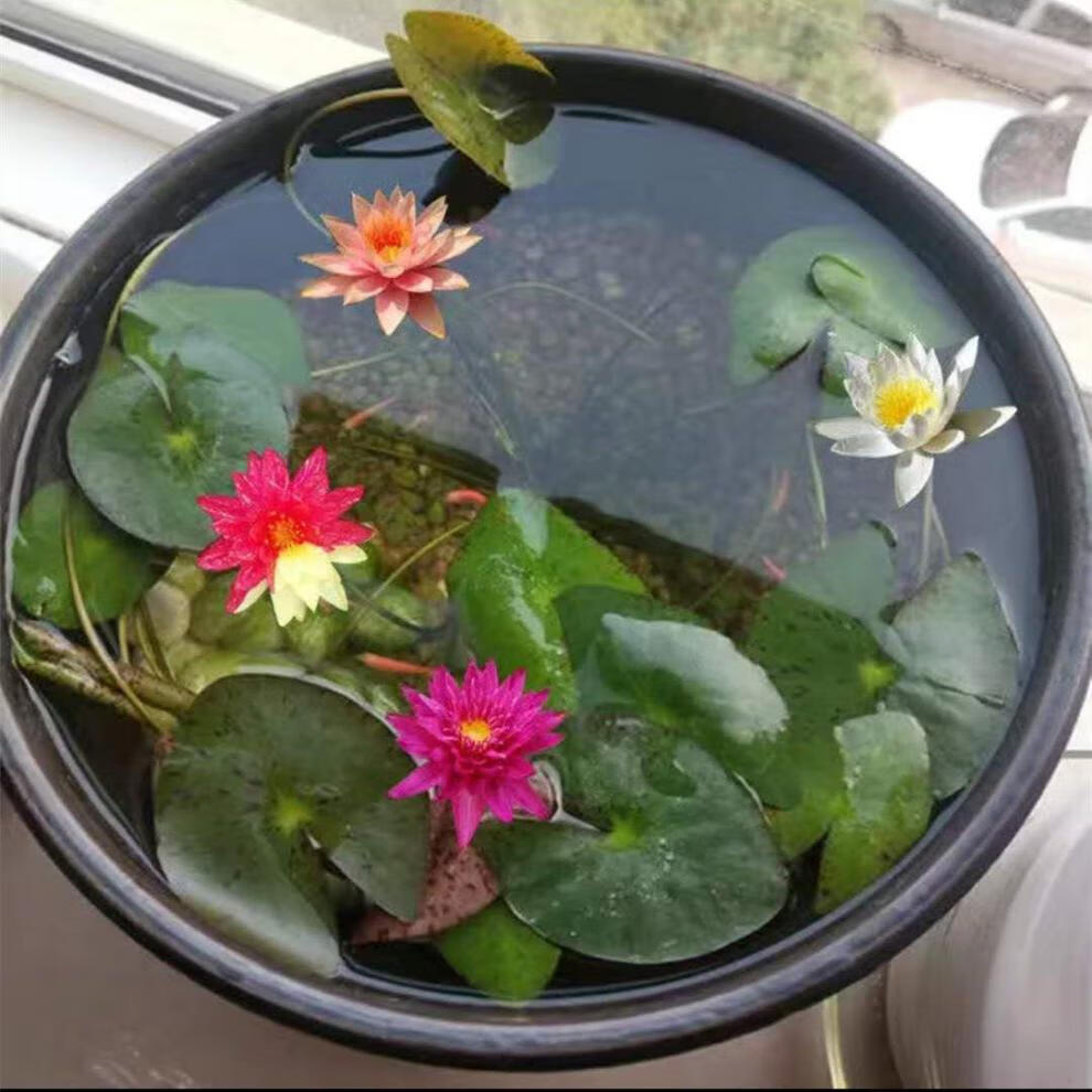 睡莲带花苞发货水培植物四季盆栽室内大睡莲根块鱼缸大型池塘莲花 23