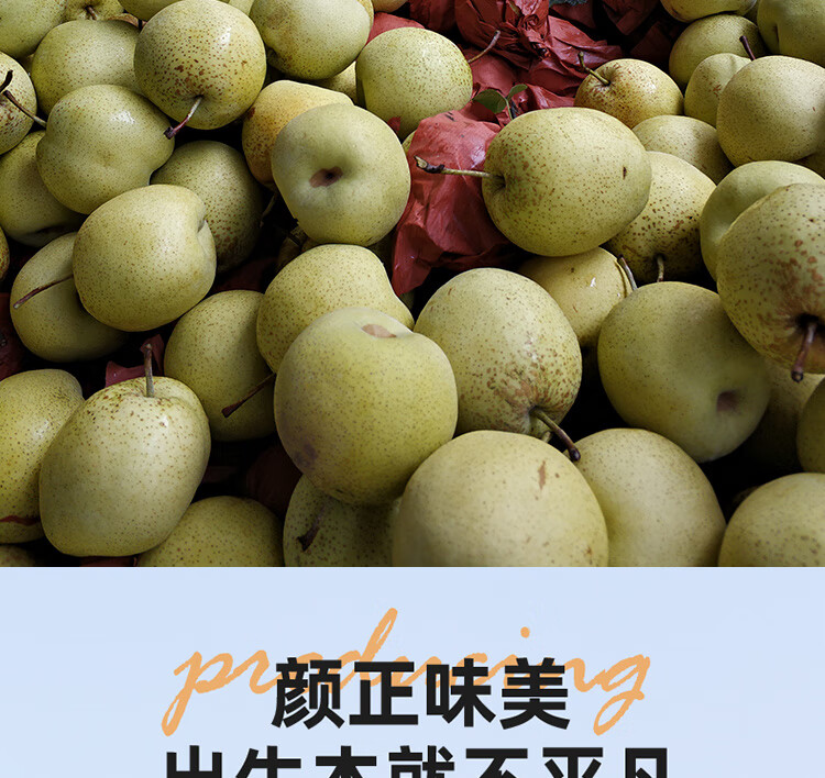 特级雪梨水果新鲜正宗雪花梨赵县整箱梨子10斤大果河北当季 4500g