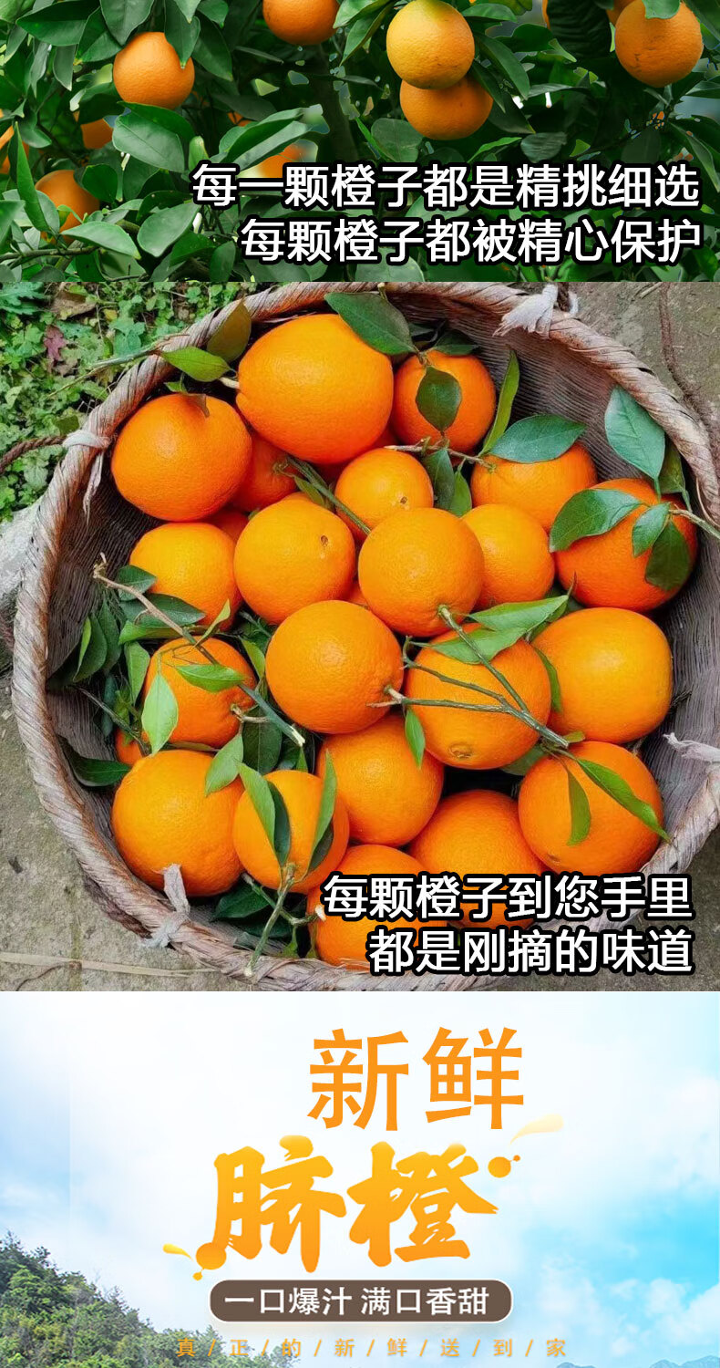 柑橘橙之乡湖南石门脐橙甜橙子新鲜当季水果10斤农家不催熟现摘手剥橙