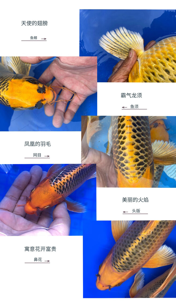 純種龍鳳 火鳳凰錦鯉蝴蝶鯉 金松葉淡水冷水觀賞魚活體長尾 火鳳凰