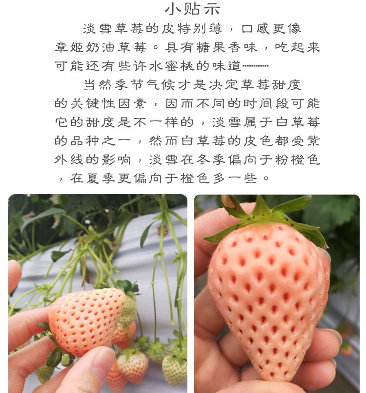顺丰直达日本淡雪草莓粉橙色白草莓配新鲜现摘孕儿水果礼盒装坏果包赔