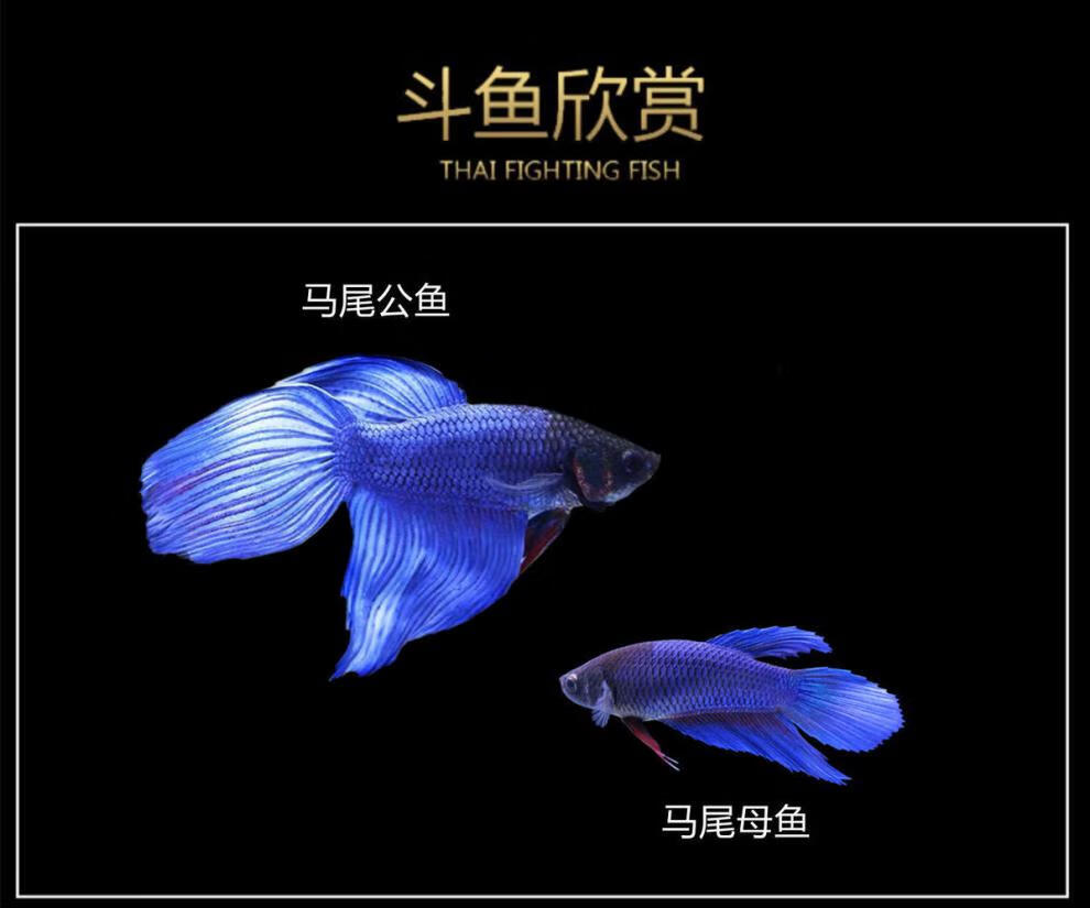 泰国斗鱼懒人鱼半月狮王将军公母繁殖小型宠物观赏鱼淡水鱼热带鱼