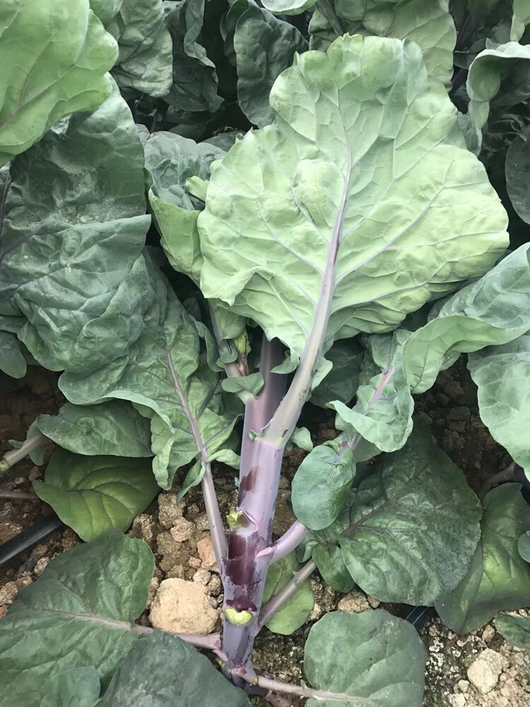 潮汕红脚芥兰种籽芥蓝菜种子孑四季菜秋季广东春季播养生菜红芥兰