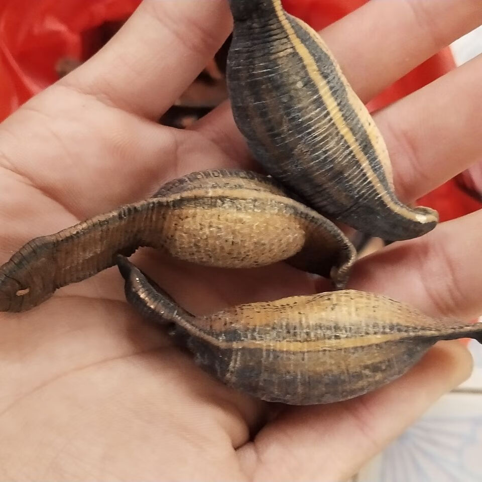 熟水蛭 炙水蛭 炒水蛭 烫水蛭干 制水至中药材蚂蝗马鳖 官方直营100克