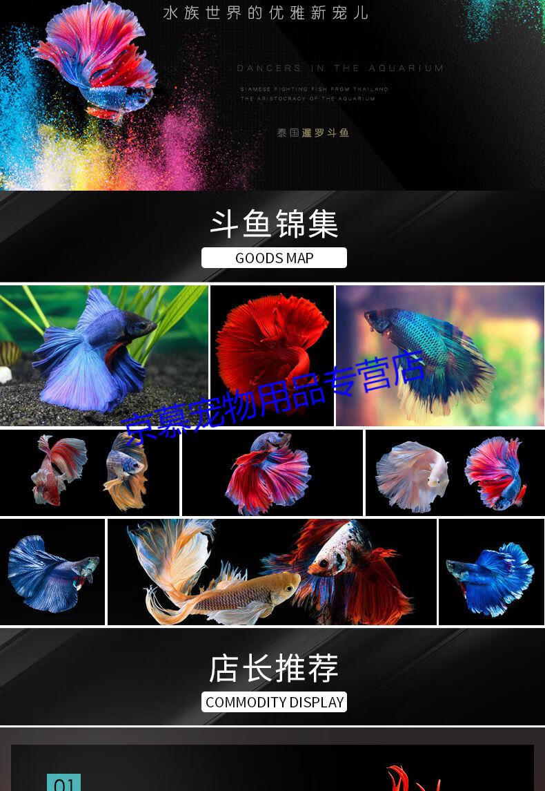 天弗抖音泰国斗鱼半月将军狮王马尾公母斗鱼活鱼热带活体观赏鱼随机
