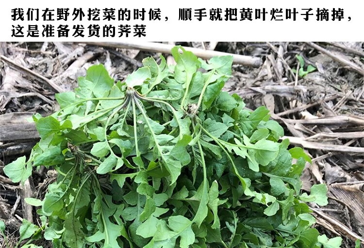 新鮮地丁菜農村野菜當季野菜現挖現發 5斤/野生薺菜【圖片 價格 品牌