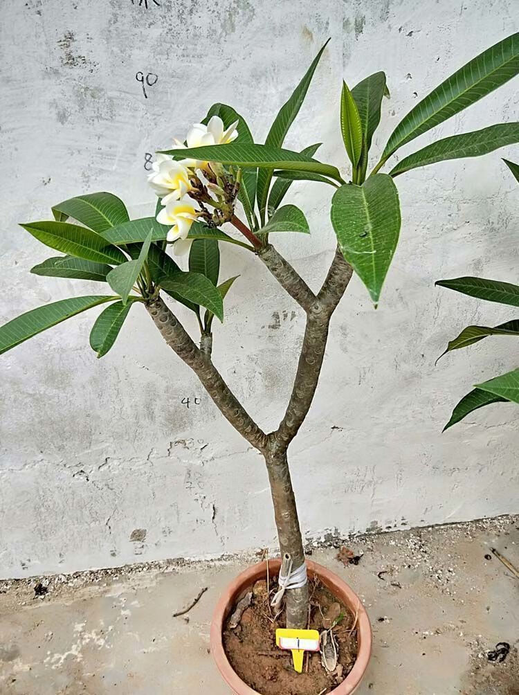 精选直发新鸡蛋花盆栽树苗缅栀子花苗红色黄色当年开花阳台庭院植物