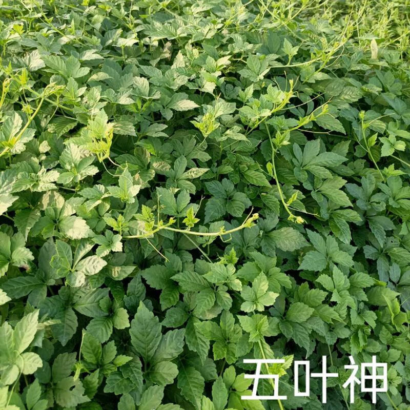 五葉神新鮮蔬菜野菜絞股藍小苦五葉參煲湯甘甜涼口餐飲食材 5000g