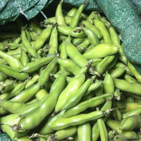 干蚕豆 生蚕豆 青蚕豆 苏北新蚕豆胡豆罗汉豆可发芽 半斤