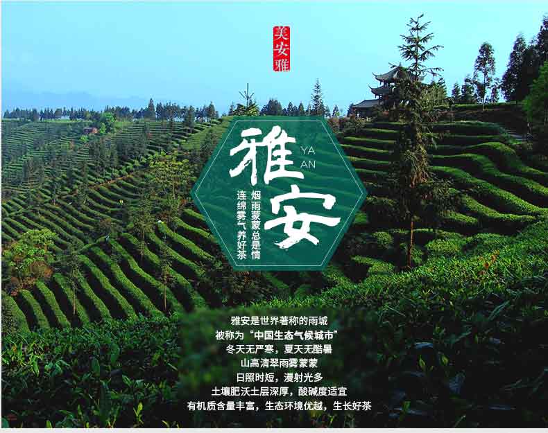 【】黄茶头采嫩芽茶叶2020新茶蒙顶黄芽四川高山茶叶50g【图片 价格