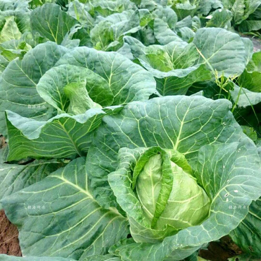 牛心甘蓝种子 青包心菜杂交种 春秋种植 叶球牛心形早熟高产 牛心甘蓝