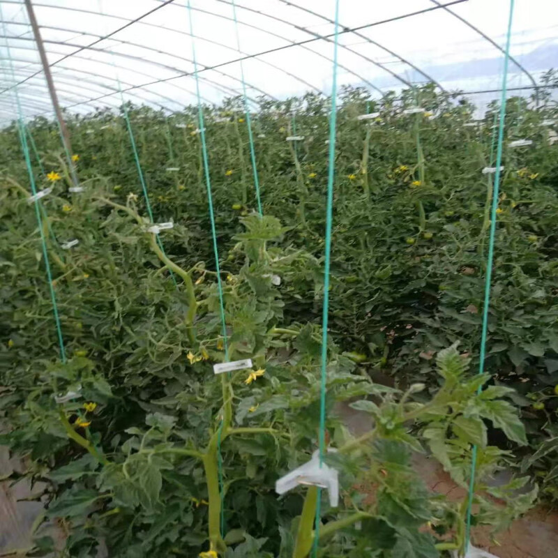 大棚吊绳黄瓜辣椒西红柿蔬菜吊线尼龙吊蔓绳爬藤网拉绳熟料虎雀30股