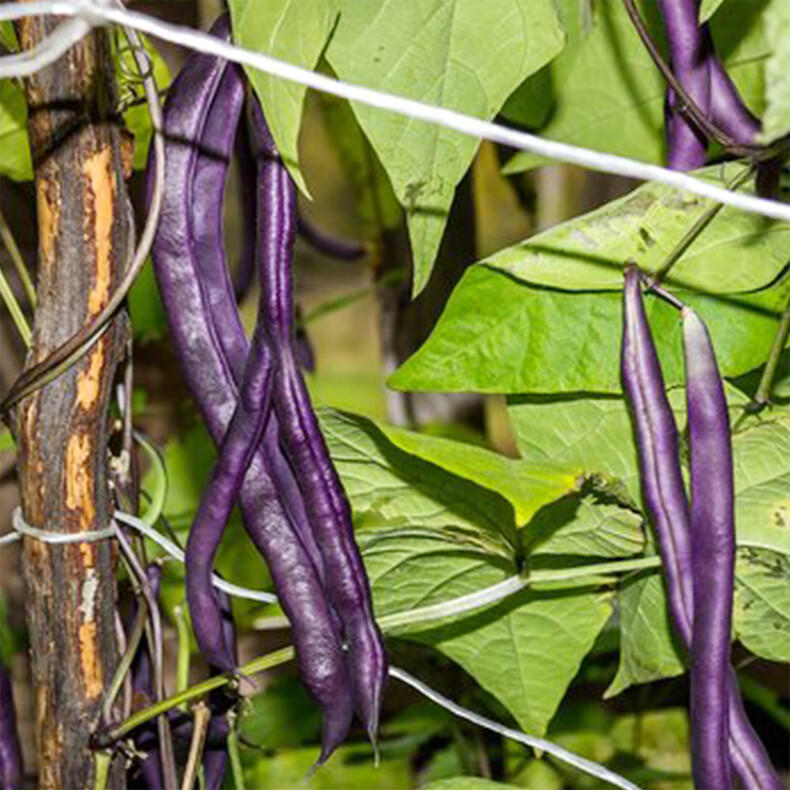 顏集卉紫冠四季豆種子高產架豆豇豆菜豆角種籽大全春季夏季四季蔬菜種