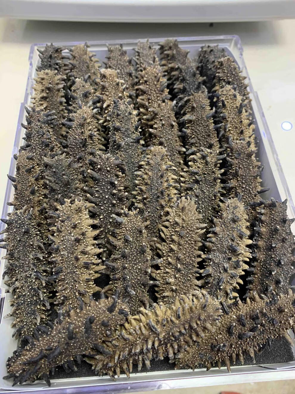 关东参 多规格 纯关东海参 六排刺 无盐纯淡干海参 干货 日本北海道