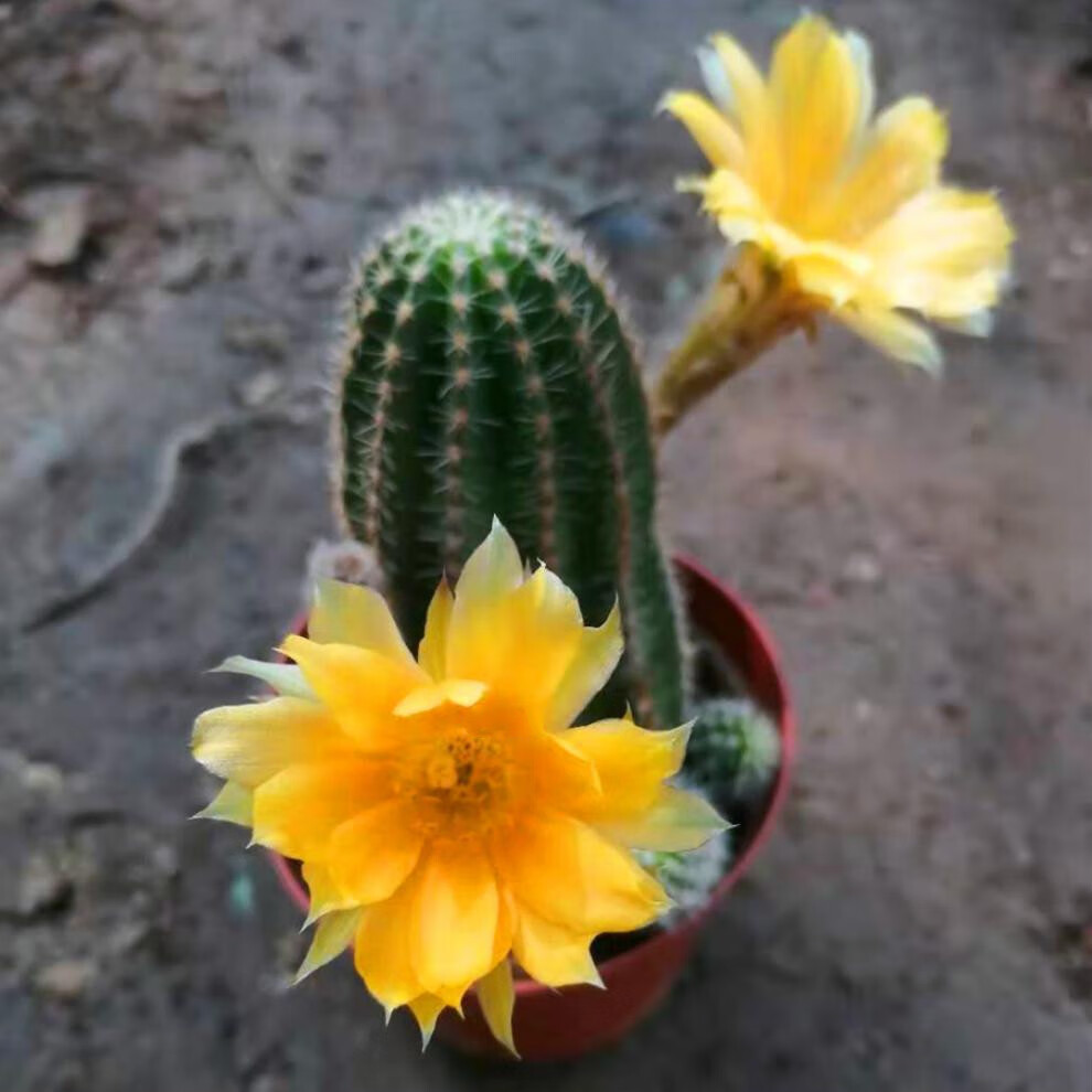 黑金刚开花仙人球 多肉植物开大花仙人球植物 开花仙人球盆栽花卉 粉