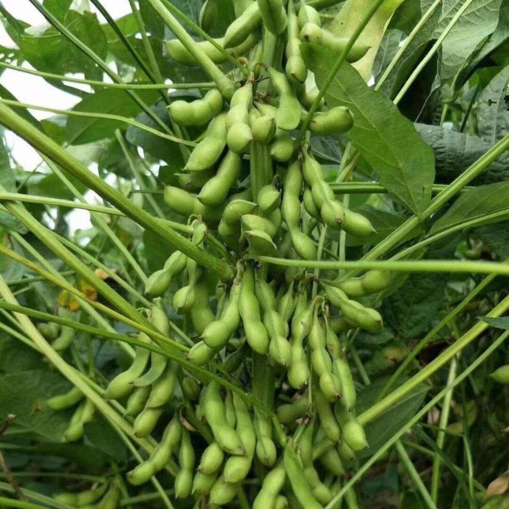 高产大粒毛豆种子理想毛鲜王早熟黄豆种籽阳台盆栽大田春夏豆角种