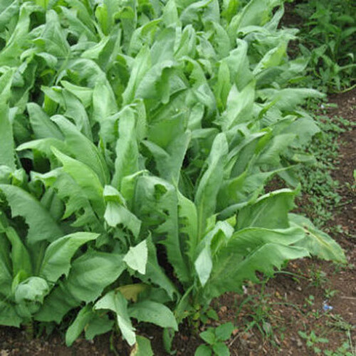 苦荬菜种子 多年生牧草 猪牛羊鸡鸭鹅苦麻菜苦麦菜苦买菜苦卖菜 苦麦