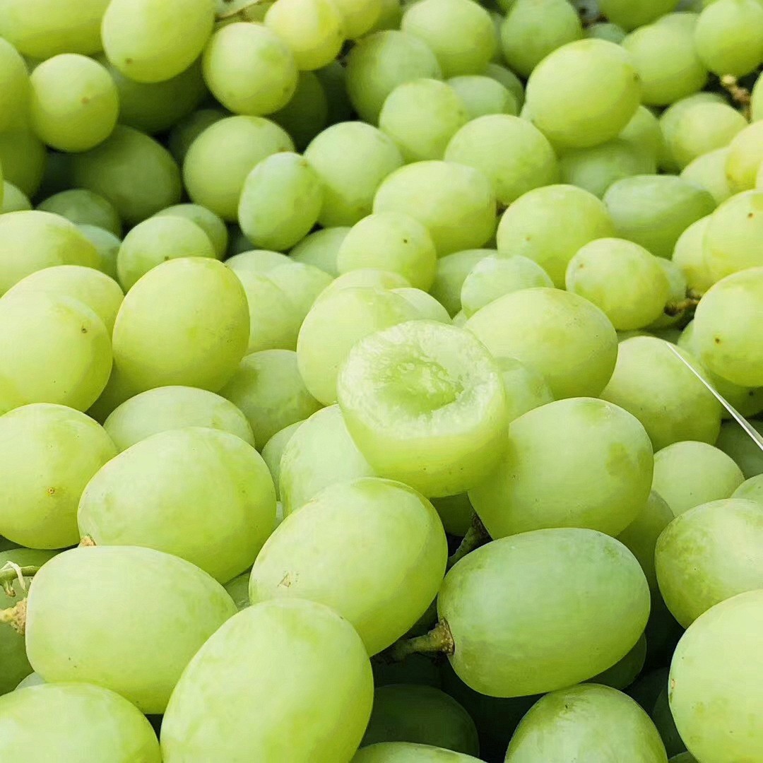 精选优质现货青提澳洲甜地球澳大利亚青提2斤脆甜无籽秋天脆葡萄新鲜