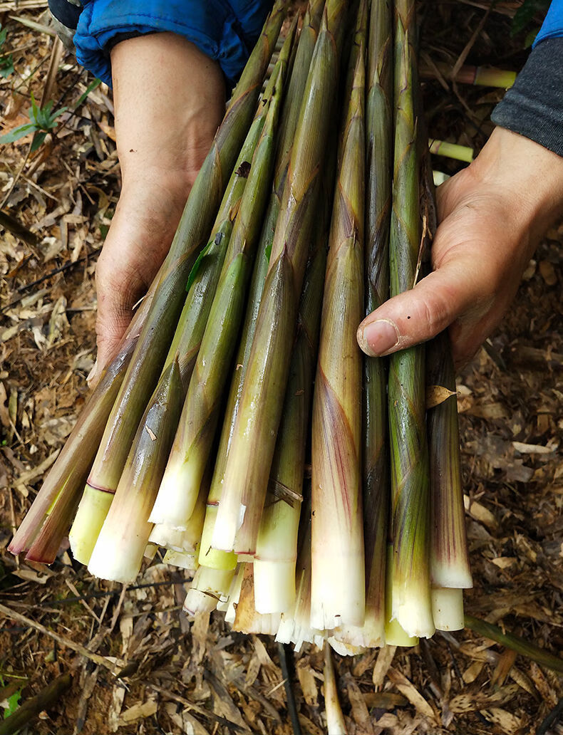 新鲜小竹笋带壳湖南小笋现拔笋手剥嫩笋尖小笋子山竹笋水竹笋 带壳小