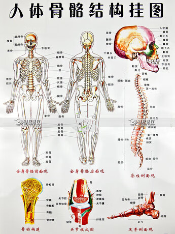 人体骨骼模型全身图解图片