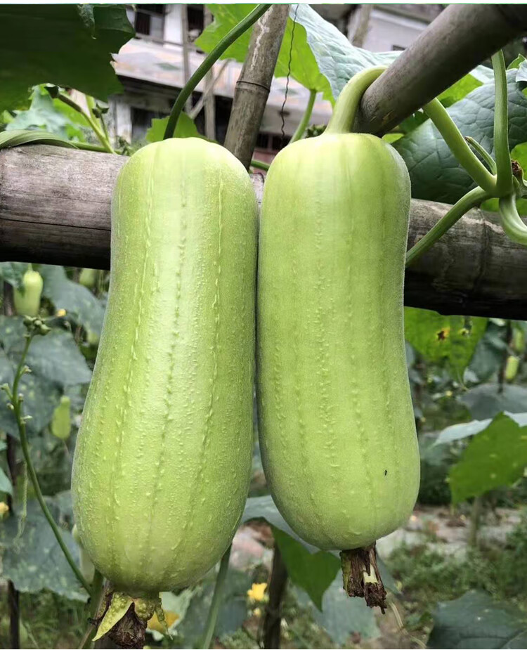 肉丝瓜种子苗四季巨型棱角八棱白丝瓜超长特大春季蔬菜种籽秧苗孑新农