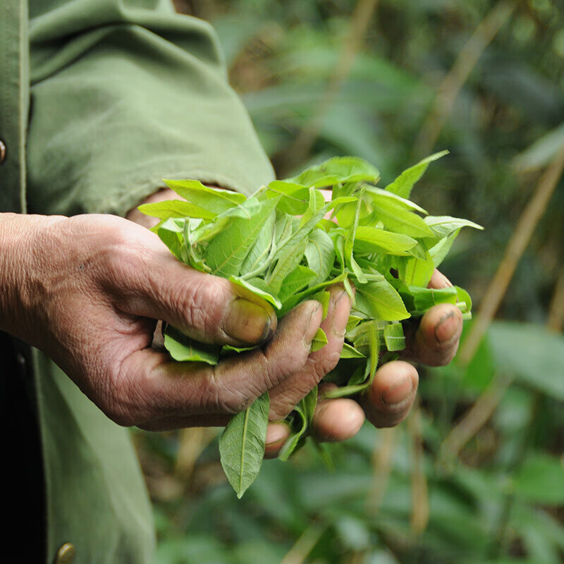 伟博 野生青钱柳茶古树嫩叶茶无糖食品清金钱柳青钱柳降养生茶