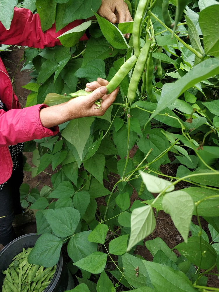 东北油豆角农家新鲜蔬菜特产九月青开锅烂现摘自种2斤3斤5斤1500g