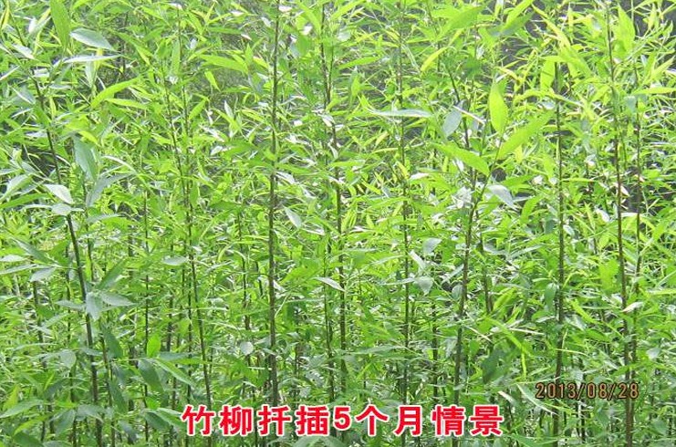 富满升 竹柳树苗柳树小苗树苗纯正美国速生竹柳3号竹柳扦插条苗垂柳