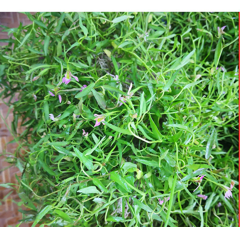 新鲜半边莲蛇利草细米草另售蛇舌草现挖带根单边莲500g1000克