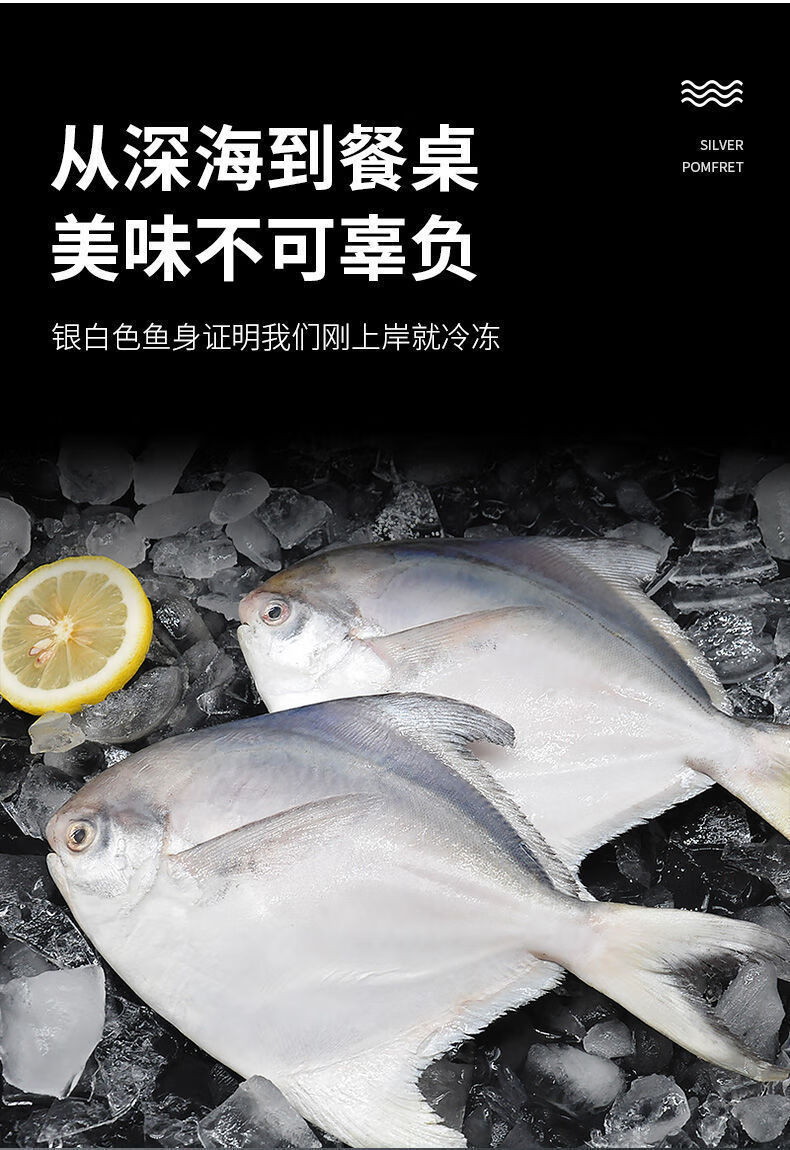 海捕特大號鮮活冷凍銀鯧魚白鯧魚扁平海魚3斤裝中號銀鯧魚每斤78條