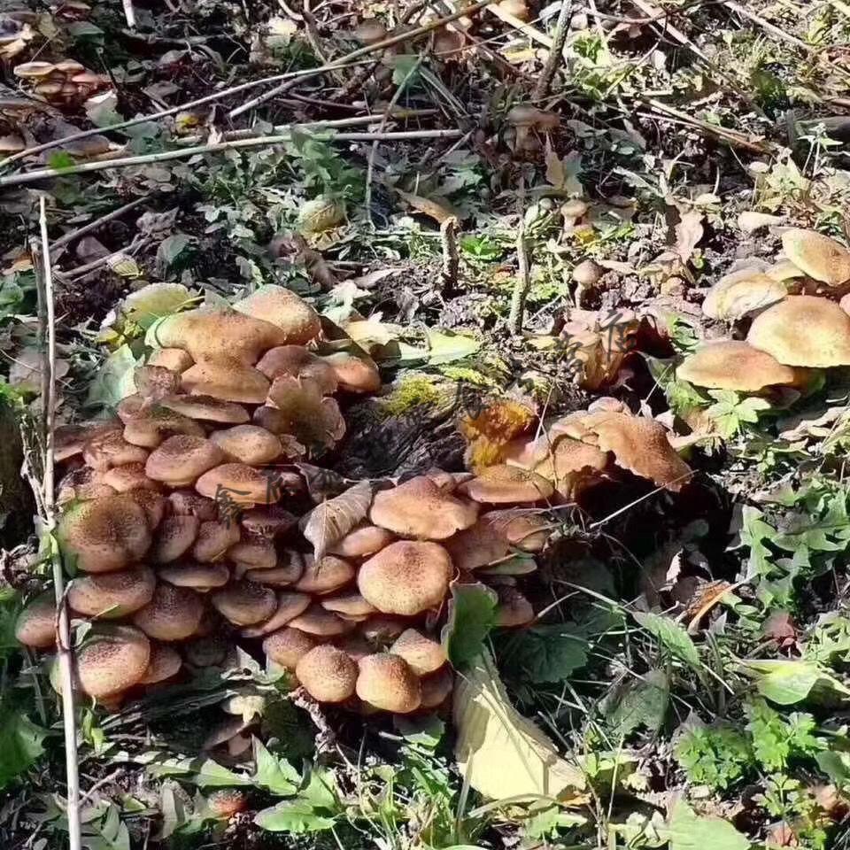 东北野榛蘑干货去根小鸡炖蘑菇山蘑菇新货榛蘑产地野榛蘑丁500g一斤