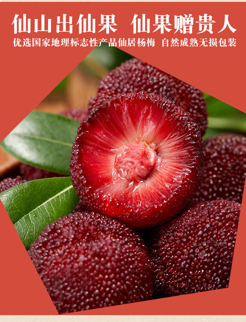 新鲜时令应季孕妇水果浙江荸荠杨梅现摘现发整箱 颗粒装8a级4盒48颗