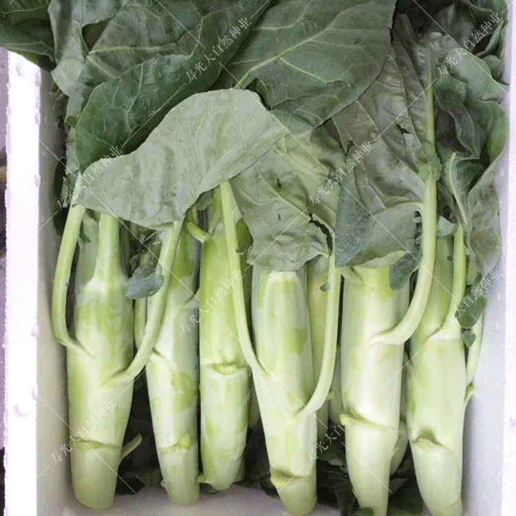 大笋芥兰菜种子广东芥蓝种籽甜脆粗菜心种春秋季蔬菜种孑庭院四季 脆
