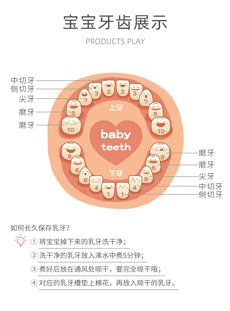 婴儿牙齿名称图片