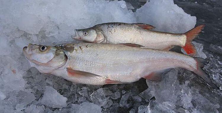 1斤 冷水大白鱼