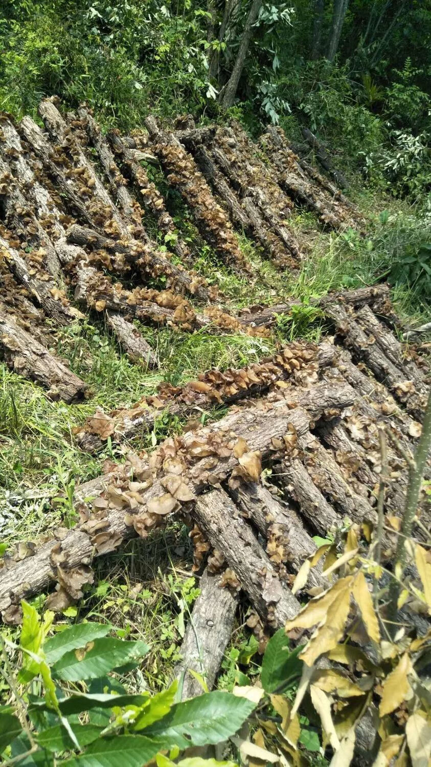 甘肃陇南康县特产椴木青冈木黑木耳春耳人工挑选野外生长100克菌袋