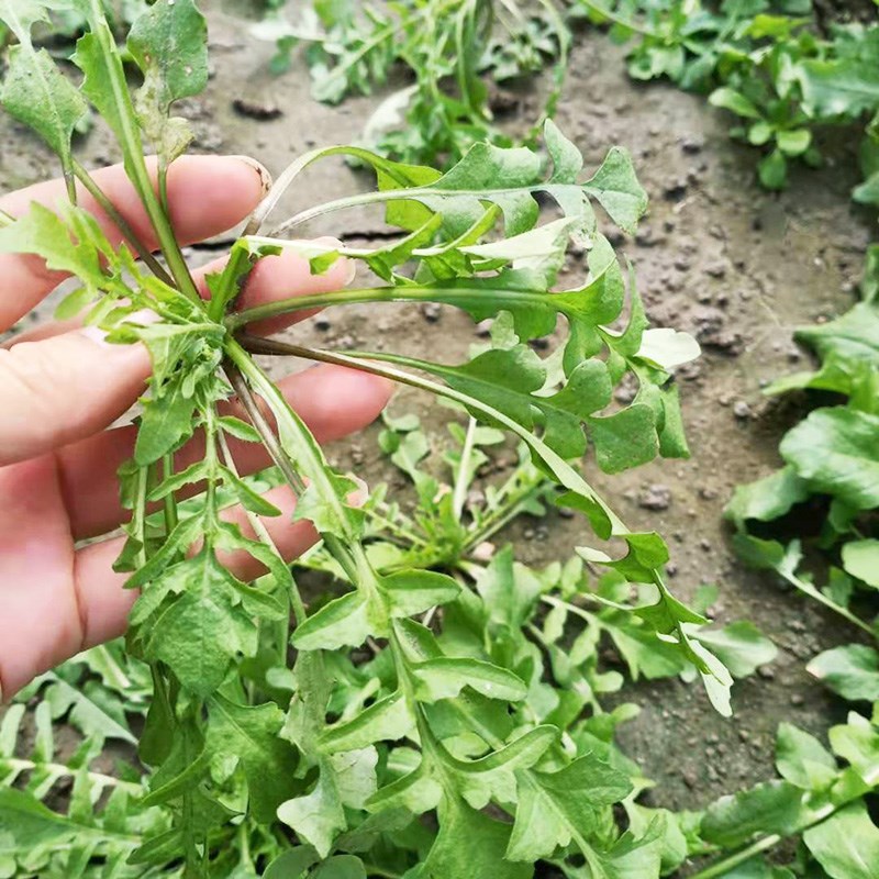 野生薺菜種子四季播種陽臺庭院農家田園蔬菜種籽薺菜散裝250g