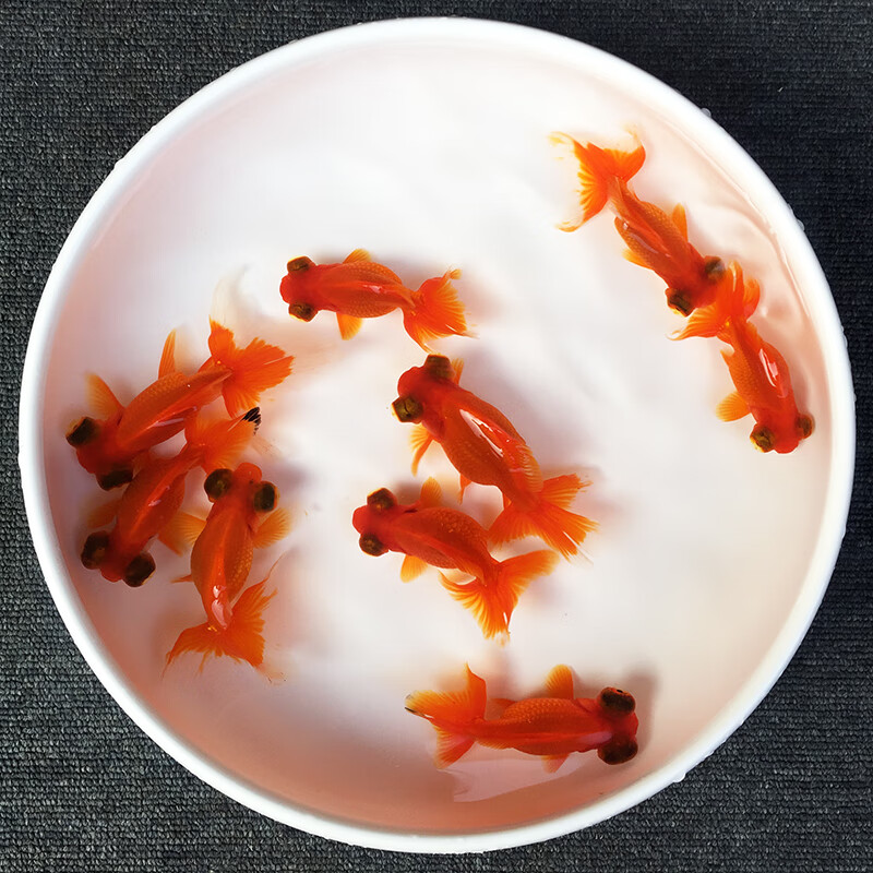 族萃水族观赏鱼活体大眼小金鱼活鱼红泰狮黑龙眼龙睛蝶尾冷水鱼锦鲤鱼