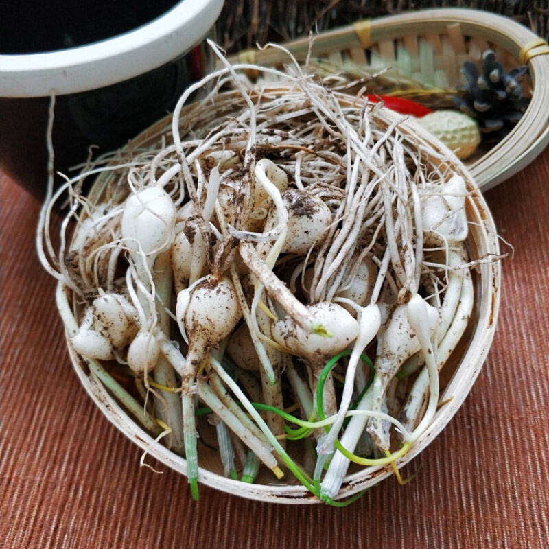东北特产新鲜蔬菜山菜大脑瓜嘣小根蒜小根菜现卖现挖农家种植2斤装