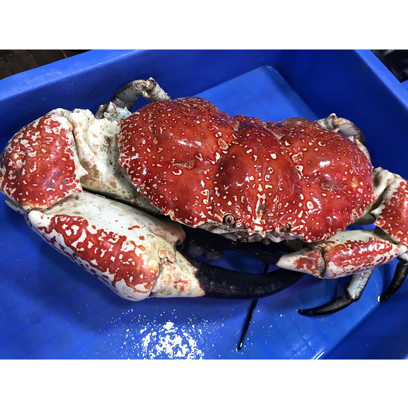 皇帝蟹鲜活澳洲特大生鲜帝王蟹巨型巨大海鲜水产螃蟹1只 1500g