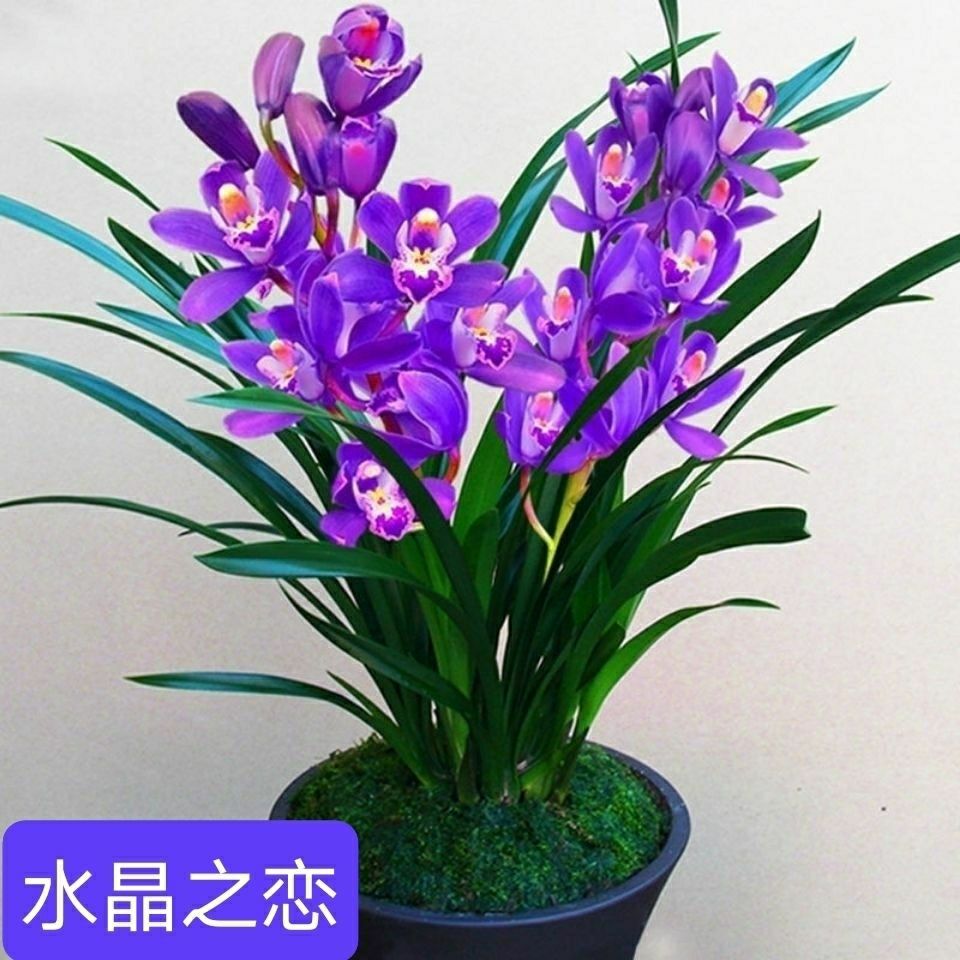 兰花【蓝色妖姬】四季开花宽叶浓香型盆栽室内兰花卉绿植观赏型兰草