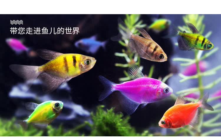 七彩鱼柠檬青苹果天使鱼柠檬绿老虎天使蓝天使小型热带观赏鱼活体23cm