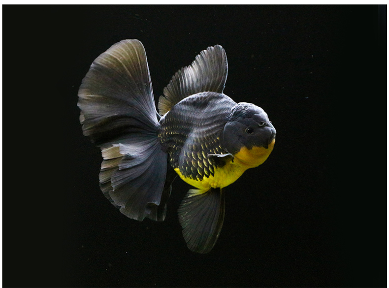 族萃进口百褶裙精品泰狮f1金鱼活体观赏鱼原泰冷水新手活鱼渔场进口