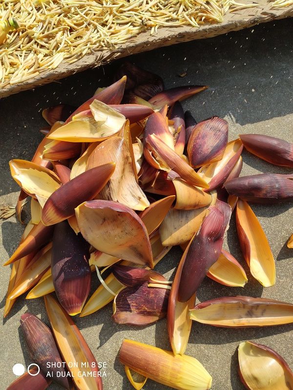 芭蕉花干云南西双版纳干芭蕉花芭蕉衣 干野生芭蕉衣500g【图片 价格