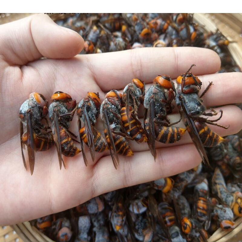 新鮮活蜂金環大虎頭蜂馬蜂勝黑尾馬蜂金盾胡蜂黃蜂10050只虎頭蜂可泡