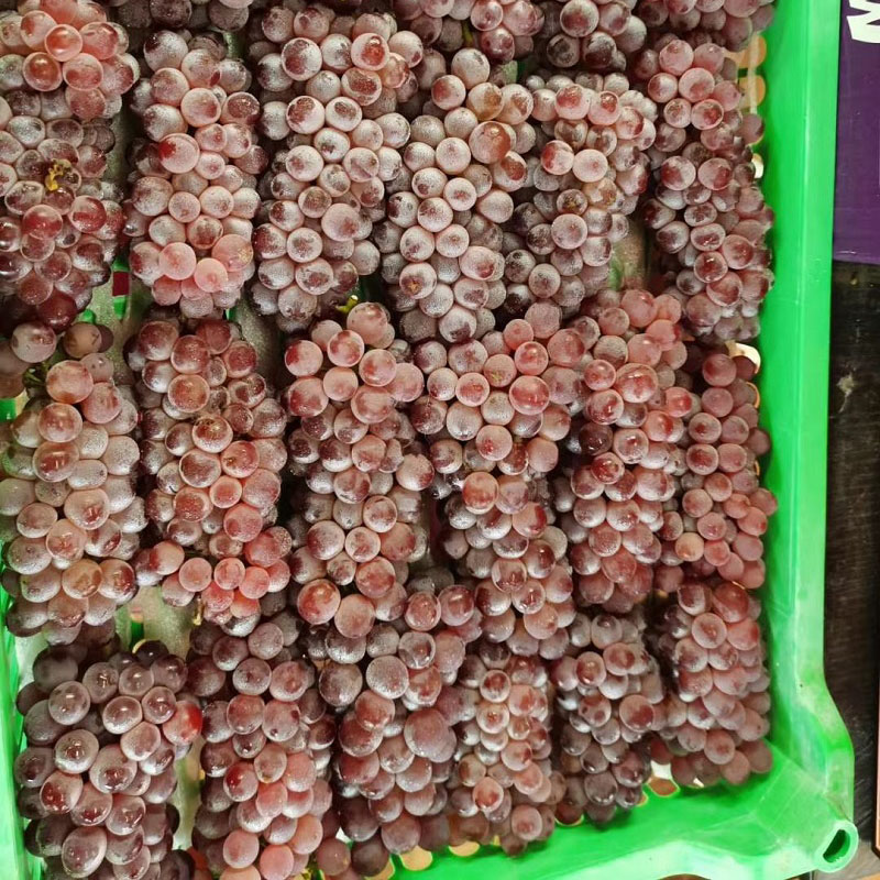 吉娃娃葡萄袖珍小葡萄小无籽葡萄当季新鲜孕妇水果2000g