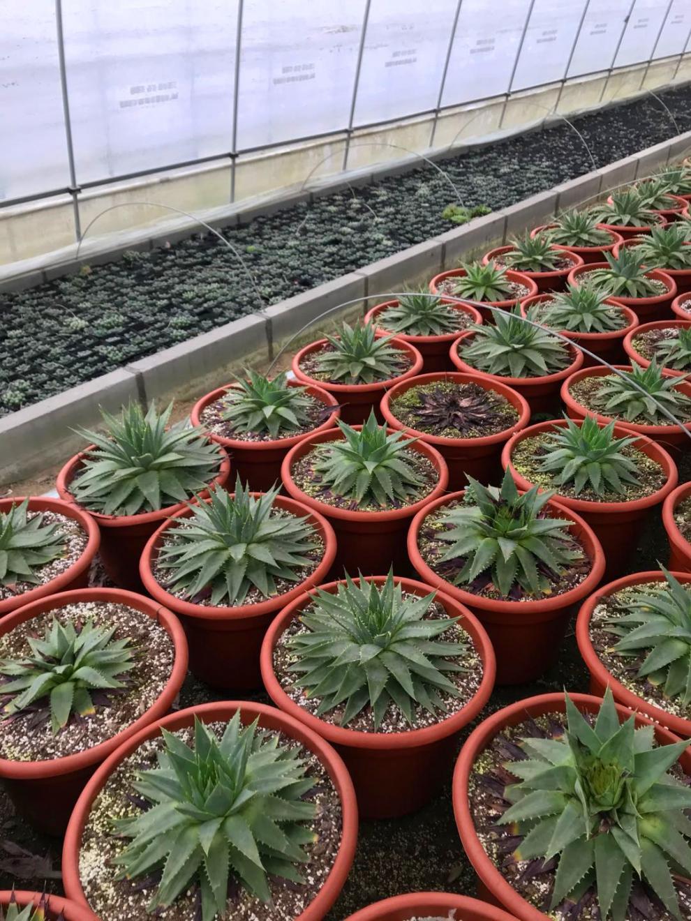 芦荟女王螺旋女王芦荟一物一拍旋转芦荟女王室内阳台绿植虎雀a17号