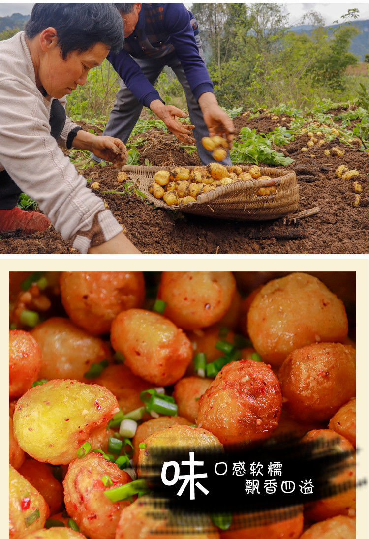 恩施富硒小土豆新鲜现挖迷你黄心农家自种洋芋马铃薯蔬菜特产批发精选